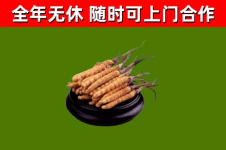 运城市回收散虫草